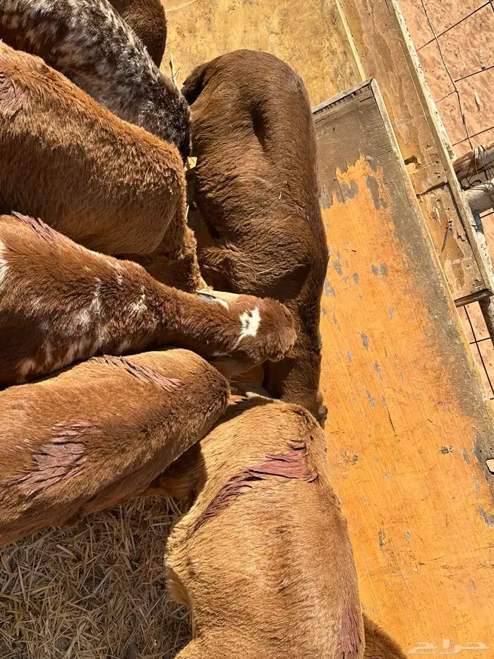 سواكنيات ورفيديات عمر 4 شهور مرابي 38