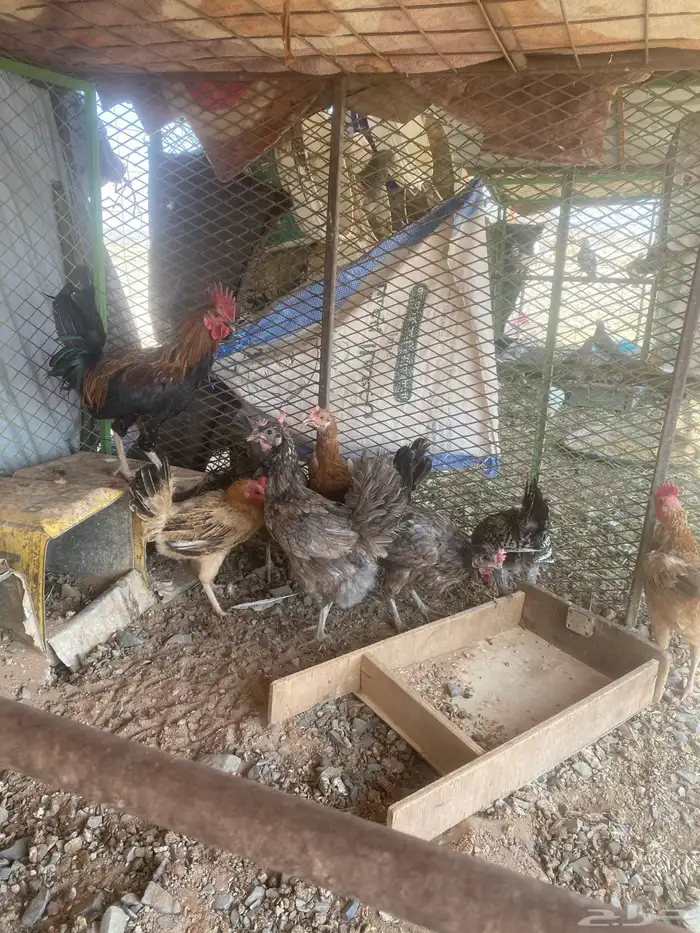 دجاج للبيع العدد 8 و 2 ديك 1