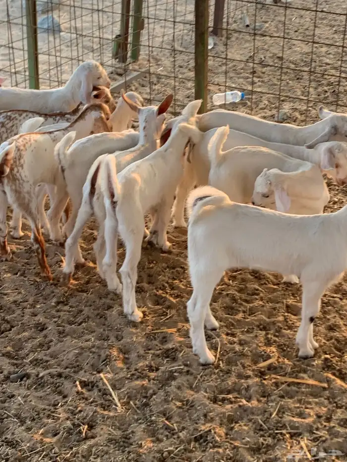 للبيع معزا بيشيات مواليد( تم البيع 11