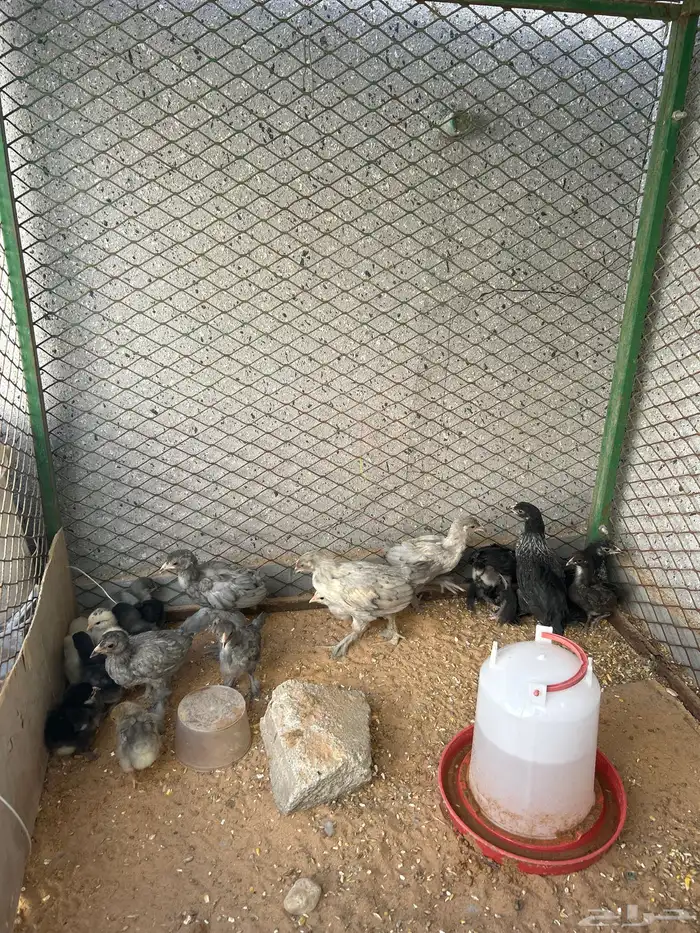 صوص براهما 0