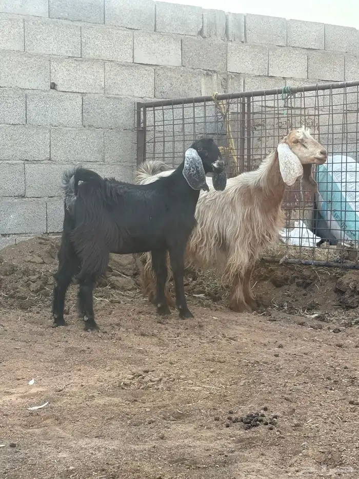 معزا دفيع رباع وجذعه 2