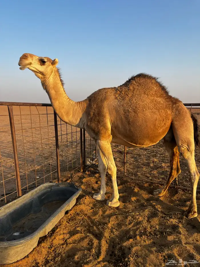 لقحه مهي بعير وتلد 0