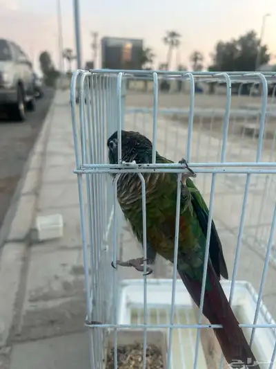 كنيور قرين شك index