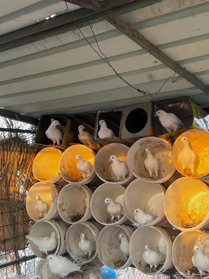 حمام زاجل ابيض 2