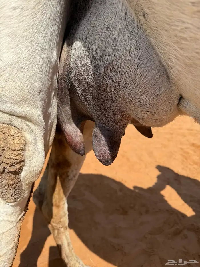 خلفه وضحا مصغر 3