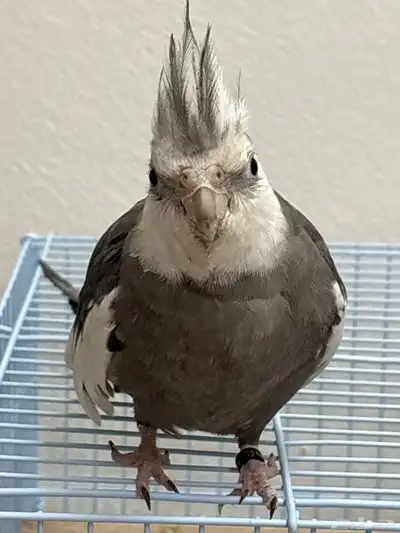 كروان ذكر index