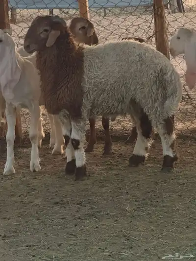 خروف نعيم للبيع 0