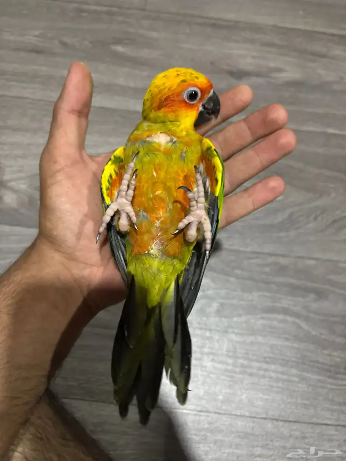 فرخ صن كنيور 0