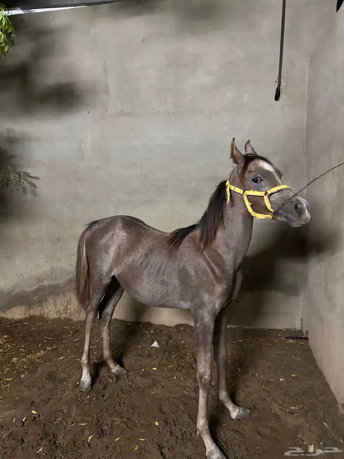 مهرة للبيع دم مستورد 2