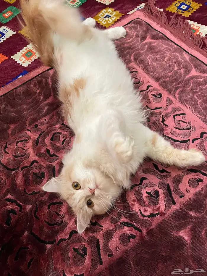 قطه اسمها كرميل عمرها سنه تقريبا 1