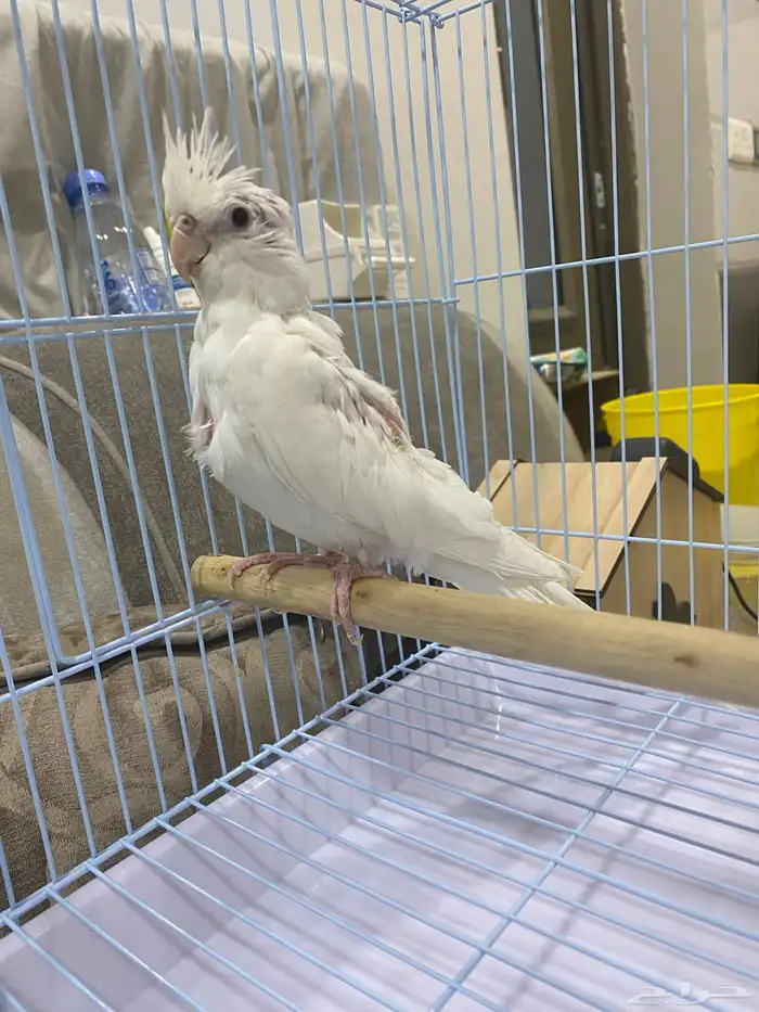 كروان اللبينو 0