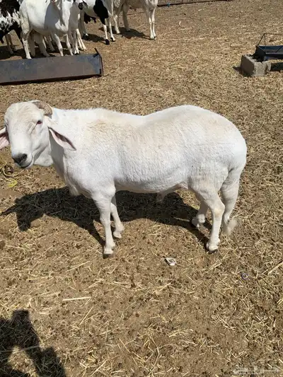 سواكني ابيض index