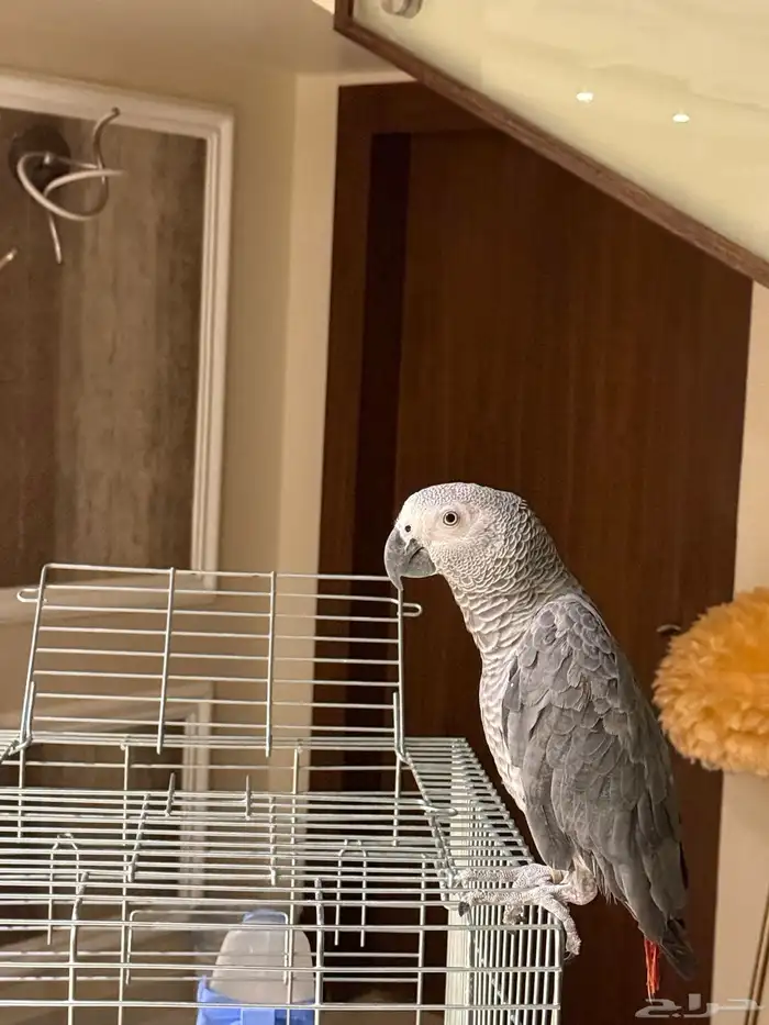 كاسكو للبيع عمره سنتين ونص واليف ومتكلم جدا ويوجد مقاطع 2