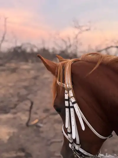 حصان للبيع index