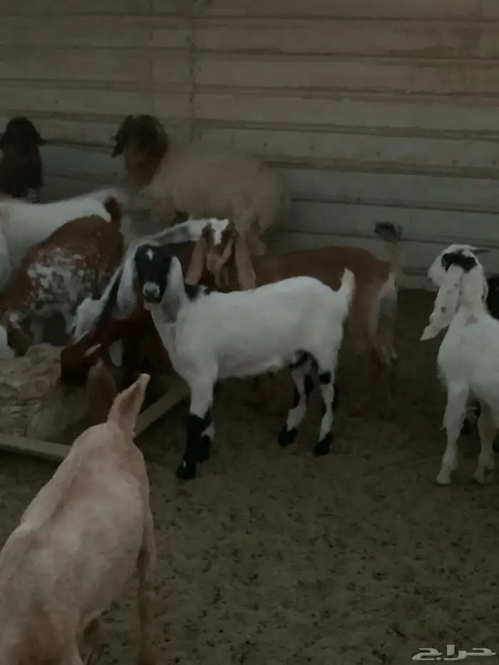 للبيع في الذيبية  حفرالباطن 0