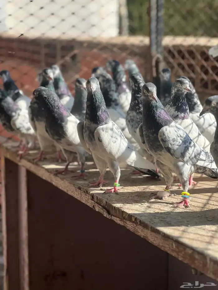 حمام بكستاني تيدي(تم البيع ) 3