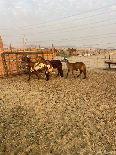 رخال سواكني index