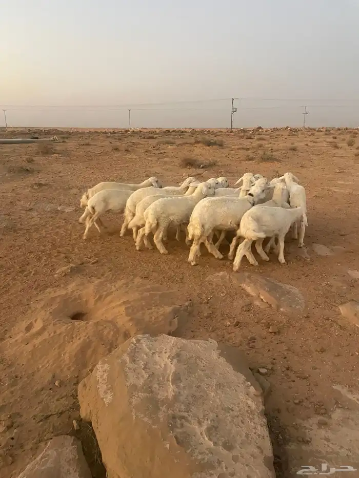 رخال حريات مقاني 3