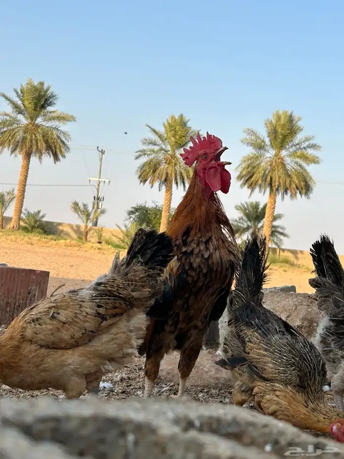 السلام عليكم دجاج بلدي للبيع 7