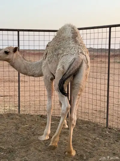 قعود لباني index