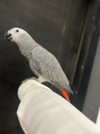 فرخ كاسكو ثلجي index