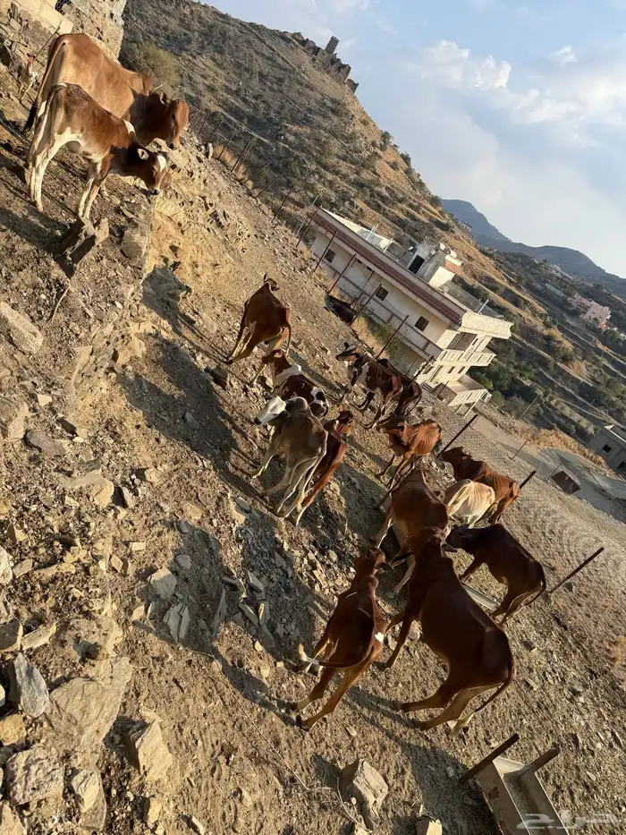 حسلان للبيع جمله 15 راس بسعر 3500 لرأس 3