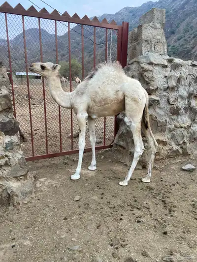 قعود لباني العمر ثلاثة شهور 0