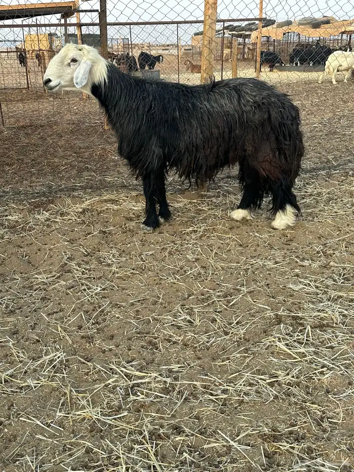 خروف نجدي مشروط 1