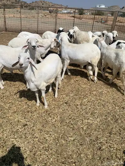 سواكني ابيض index