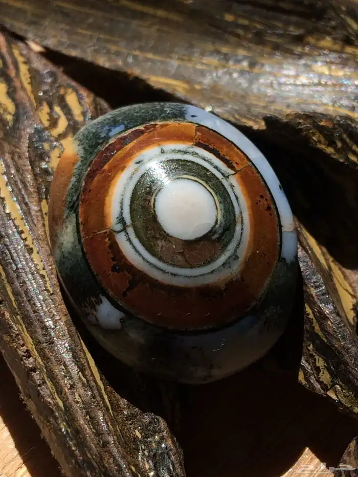 سليماني داوودي 1