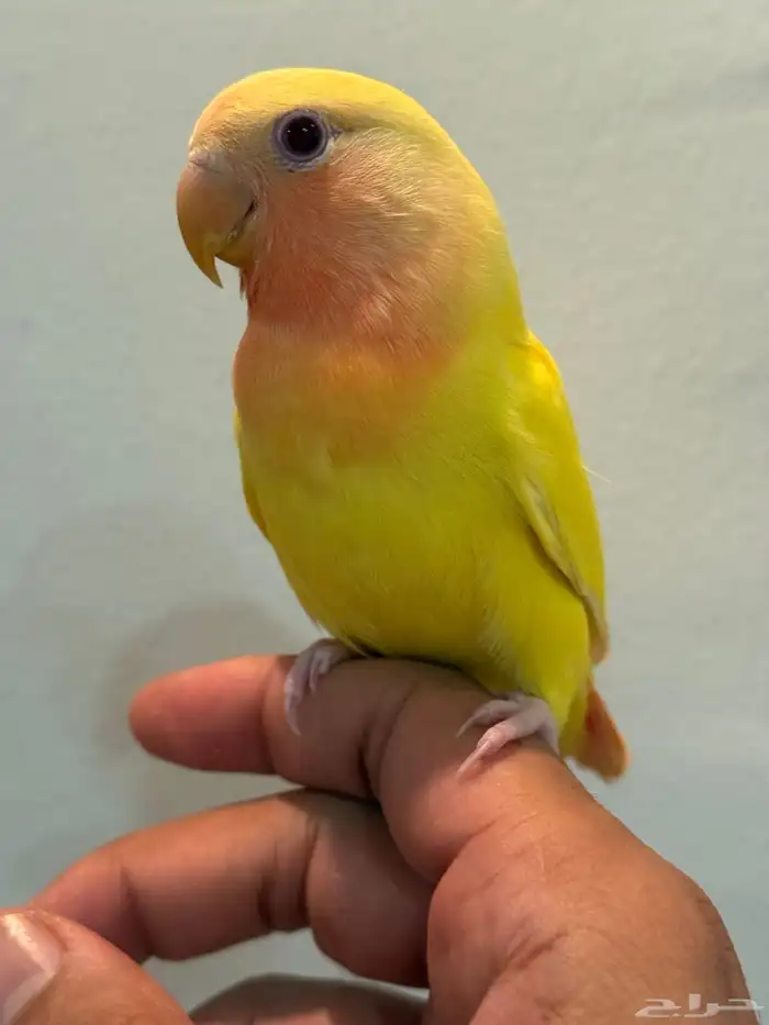 للبيع طيور روز اليفات ( تم البيع ) 11