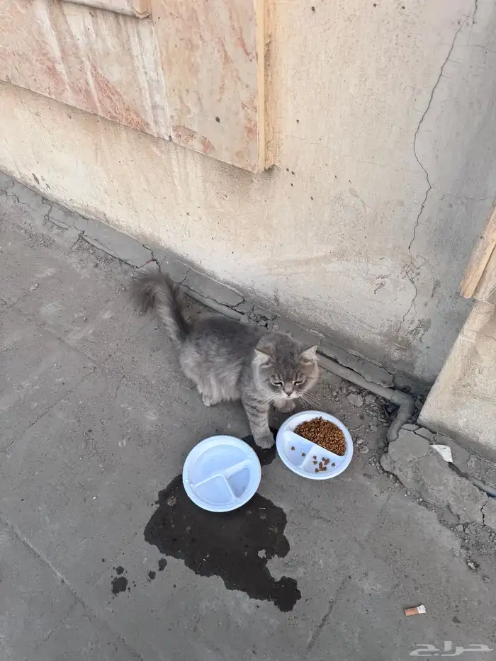 حصلت قط ضايع 1