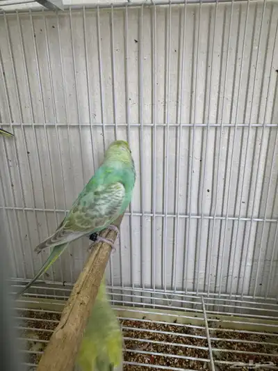 بادجي رينبو index