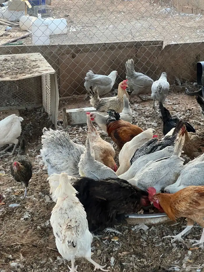 دجاج بياض للبيع 1
