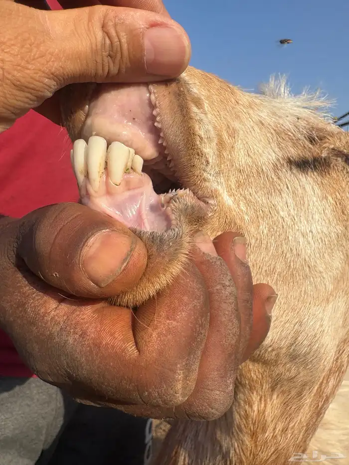 معزا دفيع رباع وجذعه 5