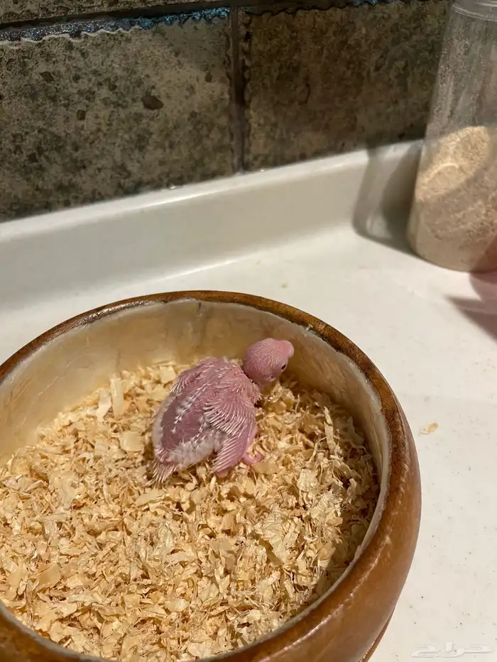 فروخ بادجي 4