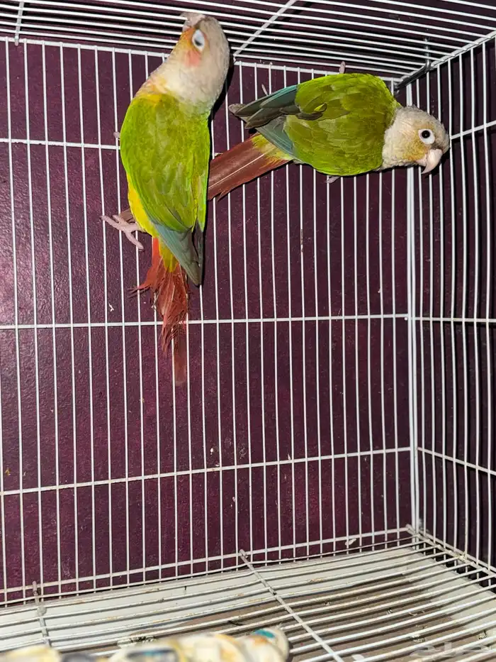 للبيع حبتين كنيور مجهول الجنس السوم من 500 البيع بدون ملحقا 1