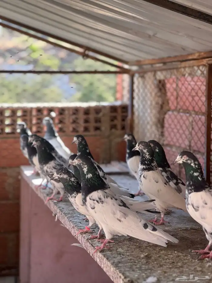 حمام بكستاني تيدي(تم البيع ) 1