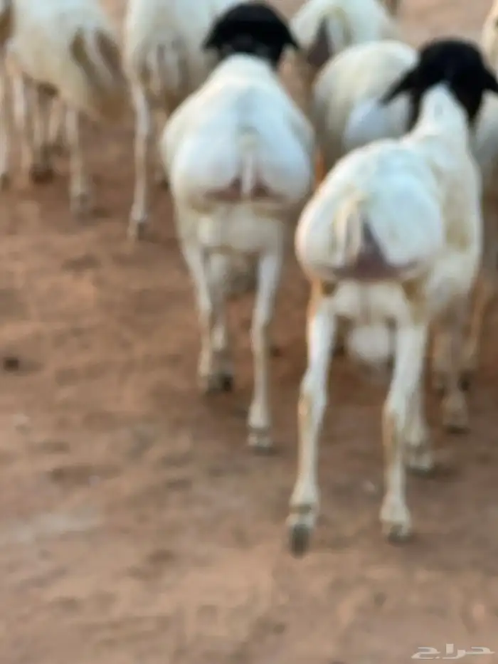 سواكنيات ورفيديات عمر 4 شهور مرابي 80