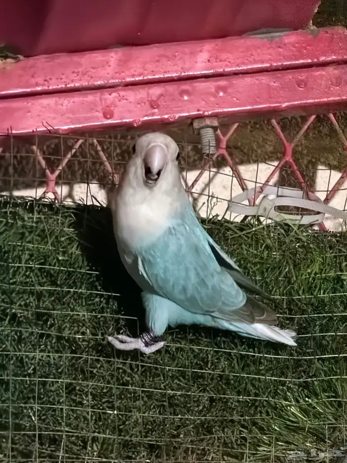 لبيع جوزين روز 6