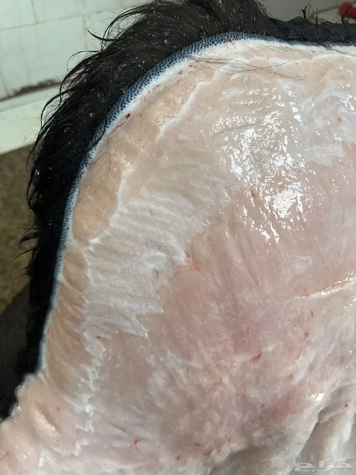 لباني شرط والطعم تحدي والسعر حكاية 1