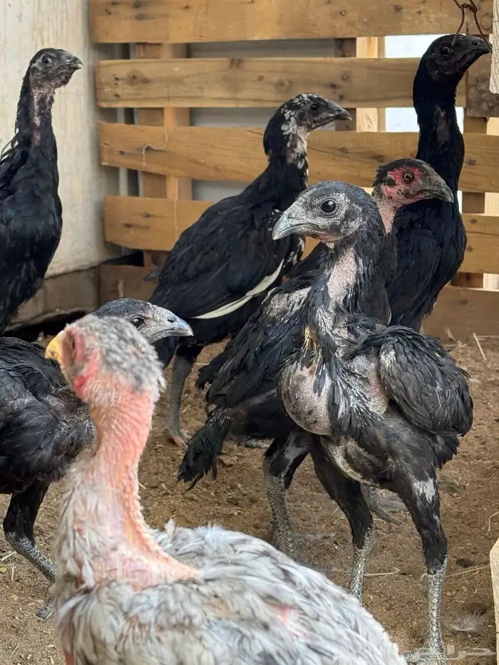 دجاج سندي دجاج تيلندي 8