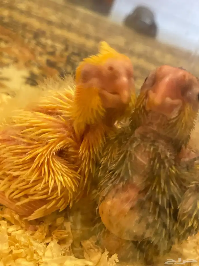 فروخ كروان غر للبيع 3