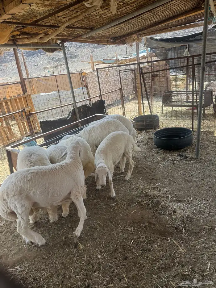 طليان. والتيوس ذبايح. 30