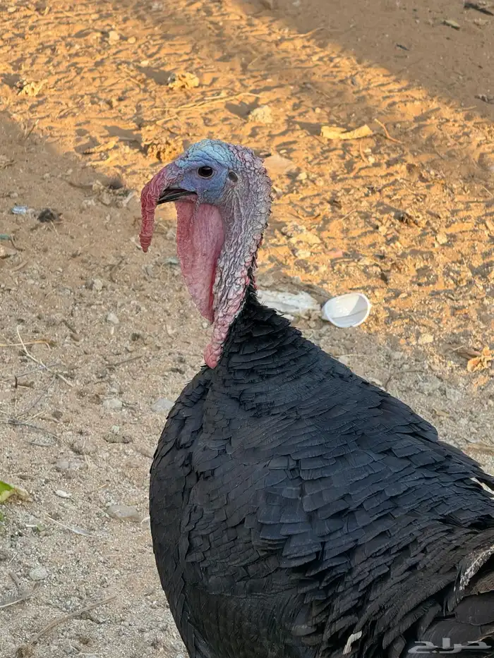 دجاج رومى و وز عراقي 1