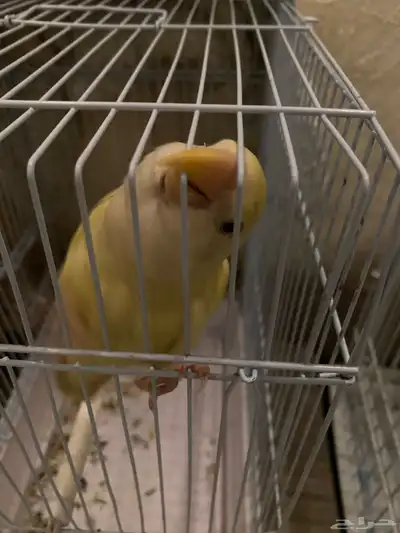 ببغاوات للبيع index