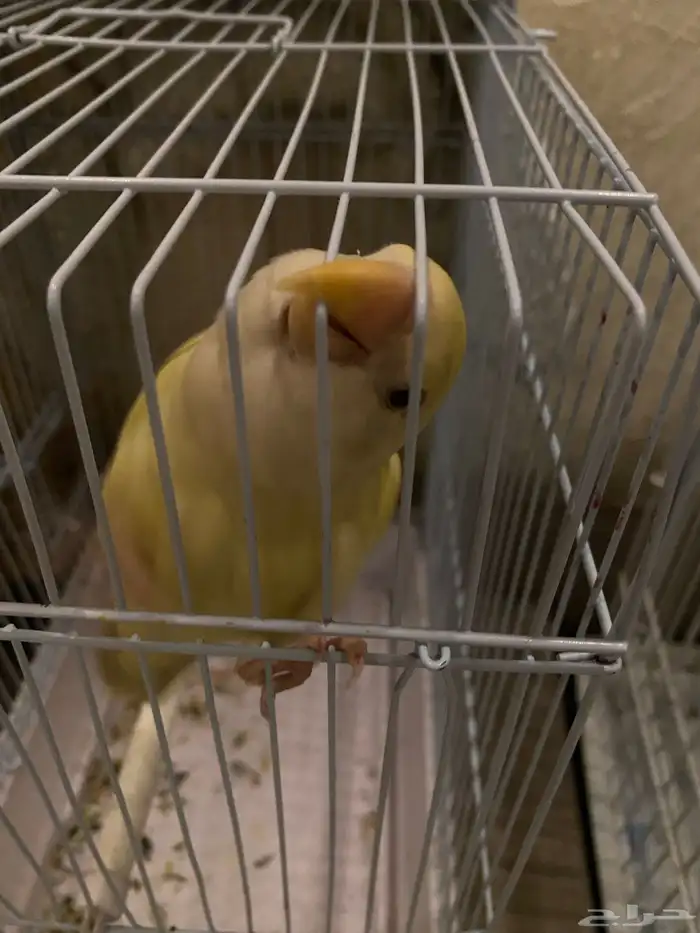 ببغاوات للبيع 1