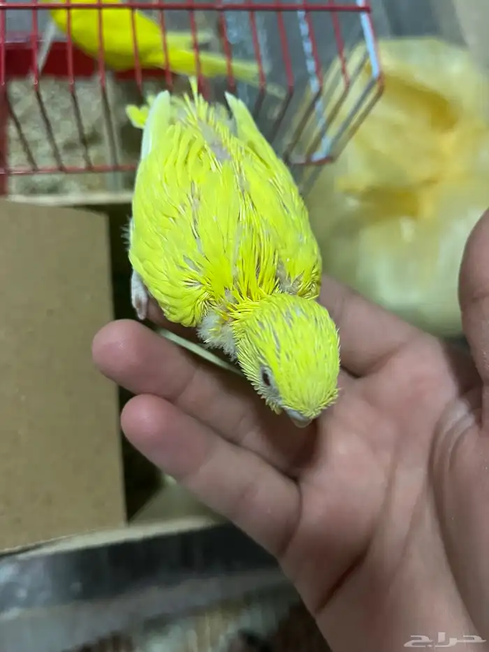فرخ طيورحب الالوان ابيض واصفر والعيون حمر وصحت الطير طيبه 2