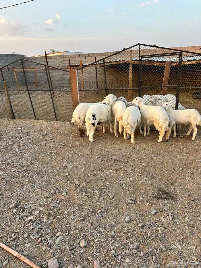 ذبائح الأكحل 12