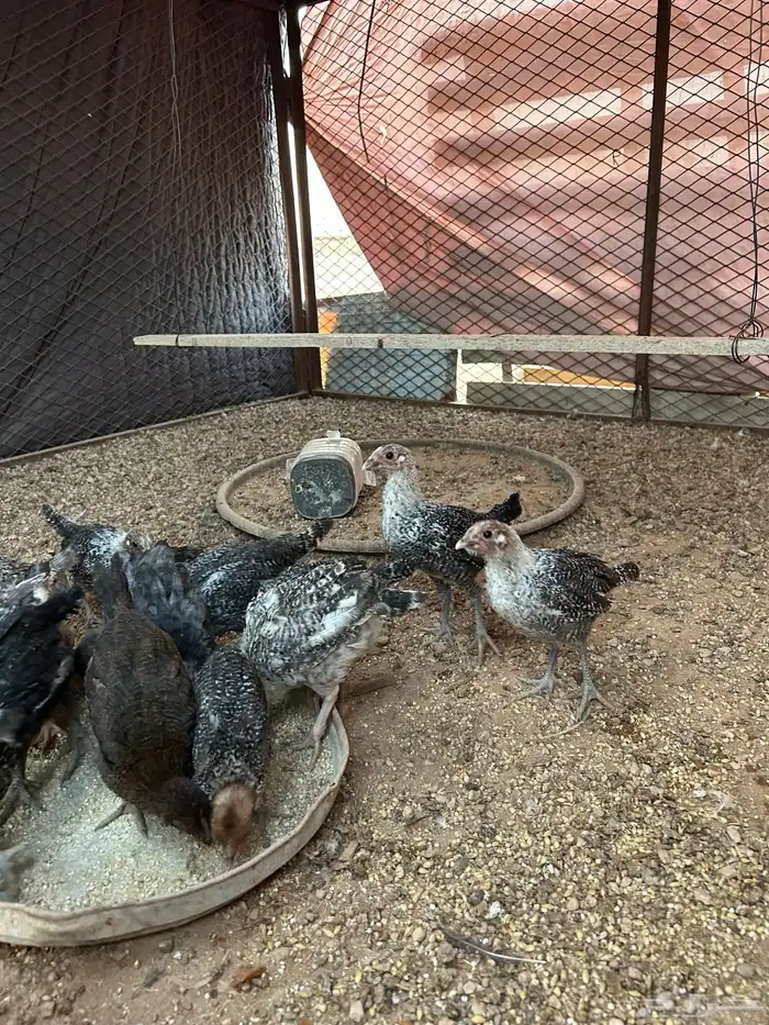 للبيع صوص فيومي 5